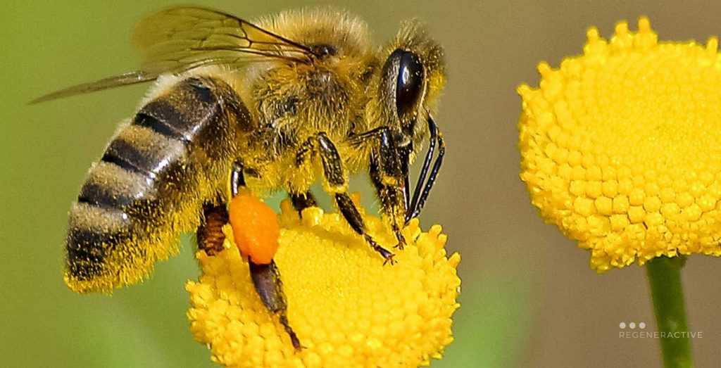 Ape mellifera su un fiore giallo