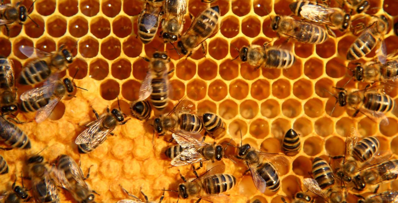 Le 10 cose che forse non sai sulle api - Regeneractive