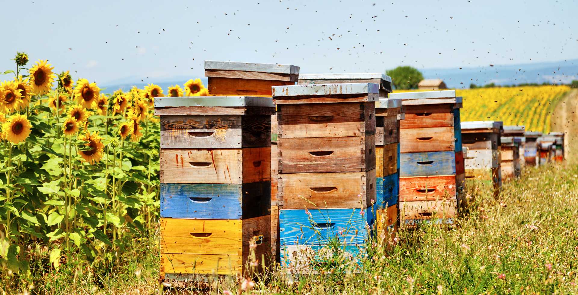 arnie vicino campo di girasoli