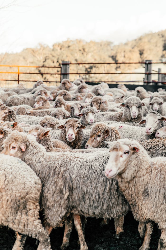 Flock of many domestic sheep walking in enclosure in farmyard on sunny summer weather