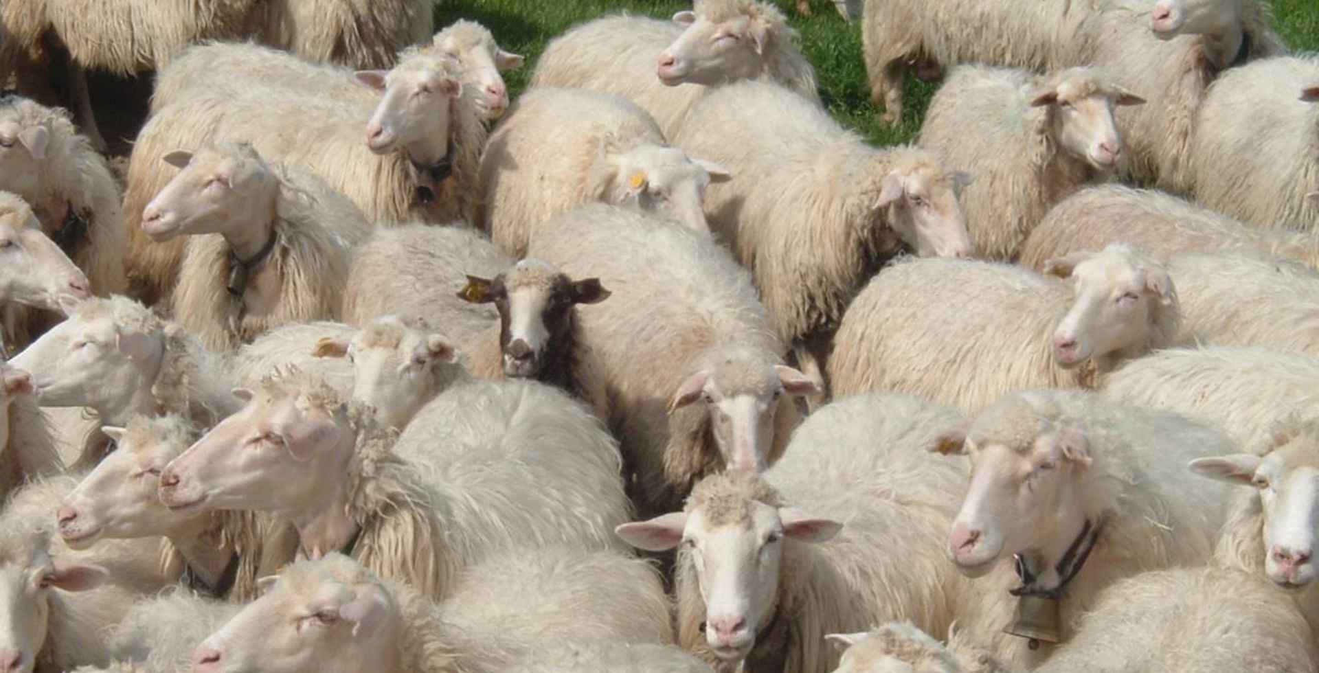 Un gregge di pecore sarde